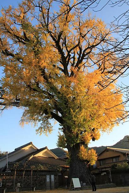 晩秋の有田（2012年11月25日）