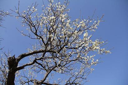 春の兆し 有田近隣の梅の名所（2013年2月27日）