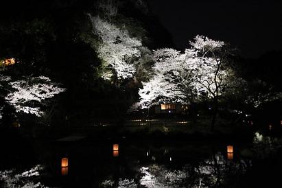 桜だより(Part Ⅰ）   武雄市・御船山楽園の桜 