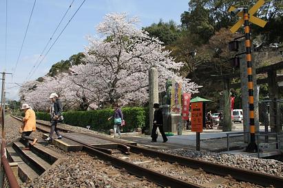 桜だより(Part Ⅱ)   有田町 陶山神社の桜