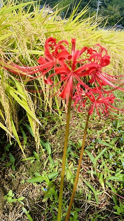彼岸花と稲穂2.jpg
