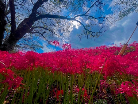 彼岸花3.jpg