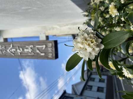 沈丁花2025.jpg