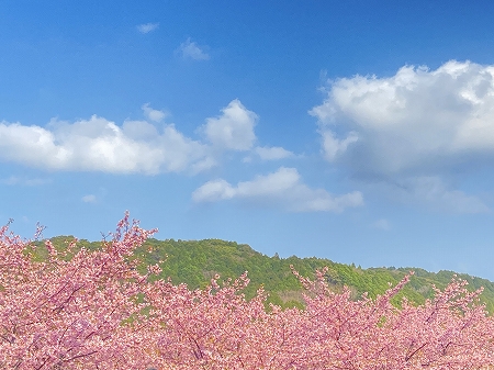 河津桜と空とやま.jpg