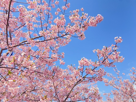 河津桜1.jpg