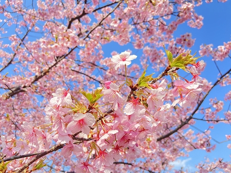 河津桜2.jpg