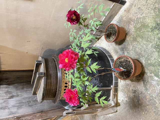 玄関の牡丹.jpg