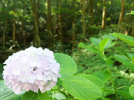 竜門の紫陽花.jpg