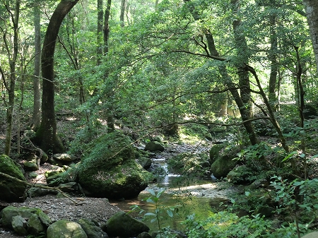 苔むす竜門.jpg
