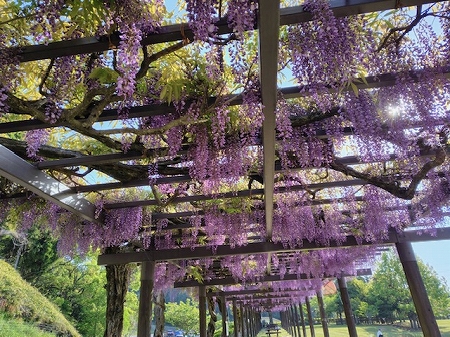 藤の花.jpg