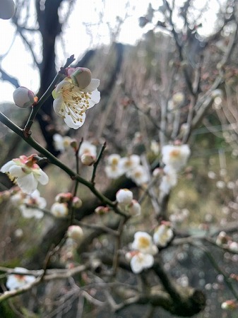 第１９回有田雛のやきものまつり（令和５年２月４日（土）～３月１２日（日））