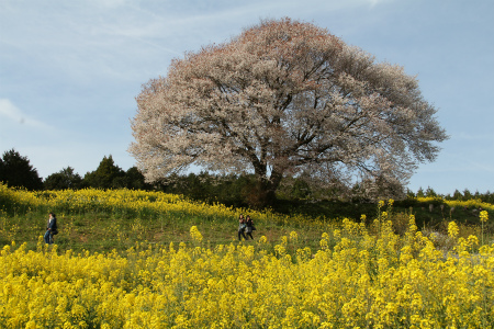 有田近隣の桜 満開（馬場の山桜）