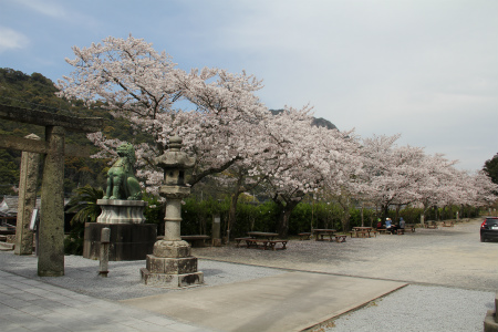 有田近隣の桜 満開 （有田町陶山神社）